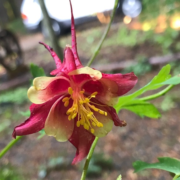 Meet your Posher, Polly - Picture 8 of 8